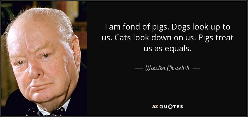 Quote i am fond of pigs dogs look up to us cats look down on us pigs treat us as equals winsto