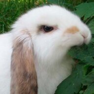 A5CA8CC8 856C 4F40 A2BC 78A8B1E28686