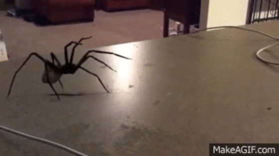 Spider