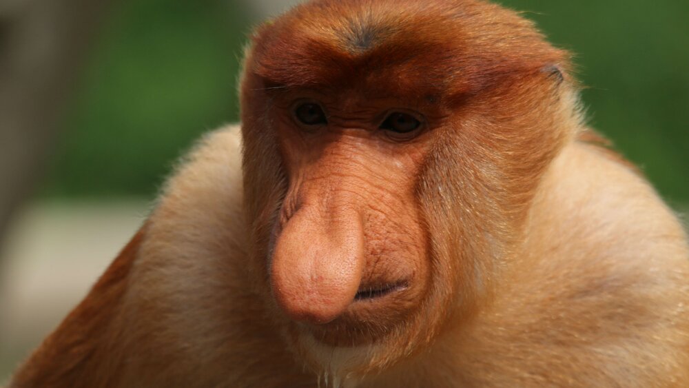 Proboscis monkey1