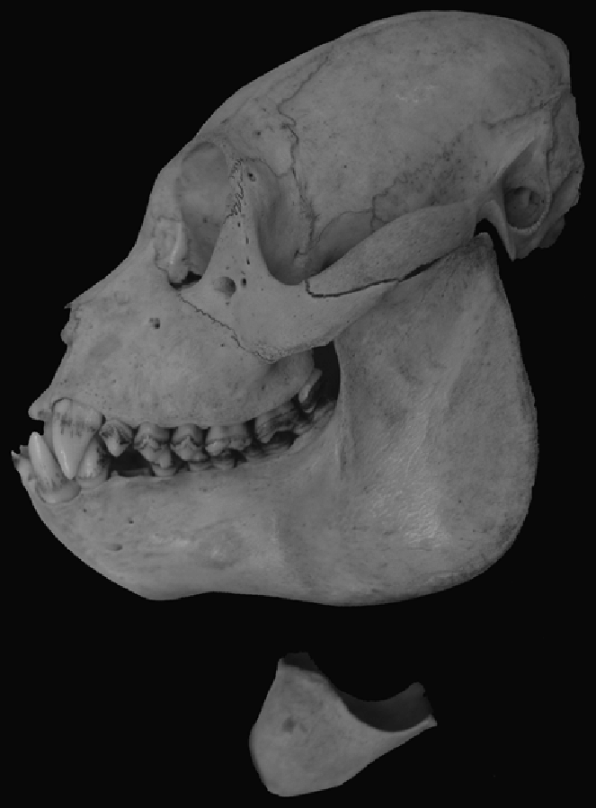 Skull and hyoid bone of a mantled howler monkey A palliata from the El Zota