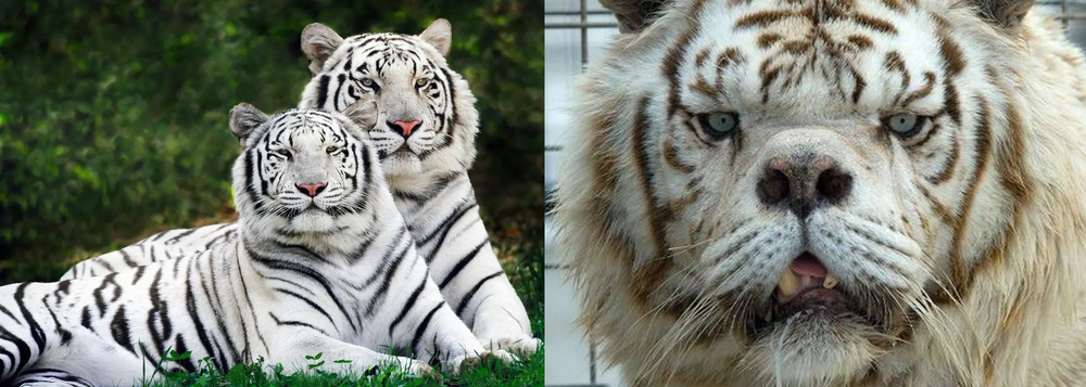 Whitetiger