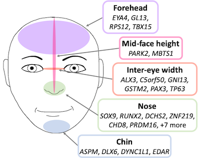 FaceGenes