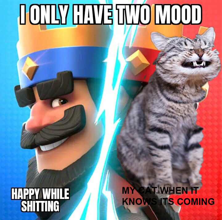 Cat knows
