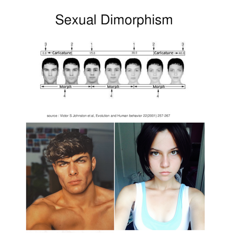 Human dimorphism examples