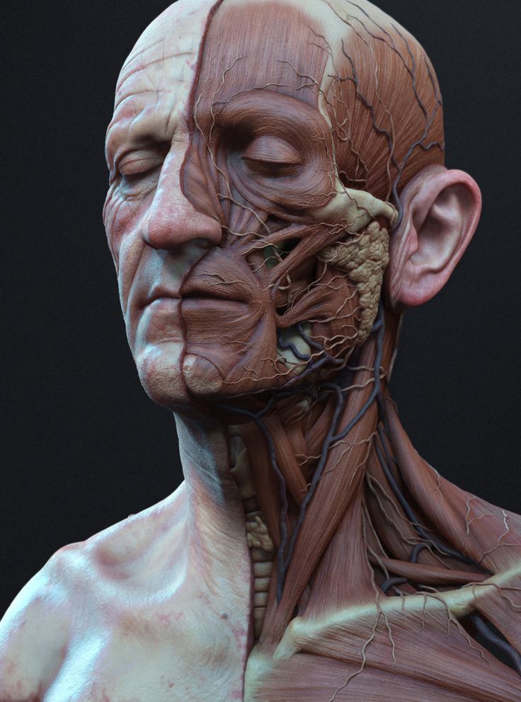 FaceAnatomy