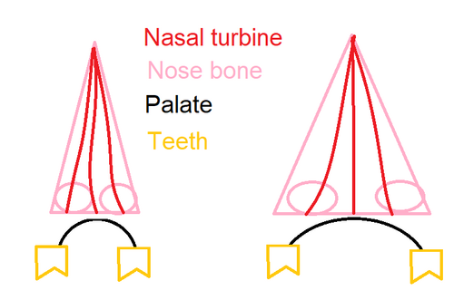 nasal.png