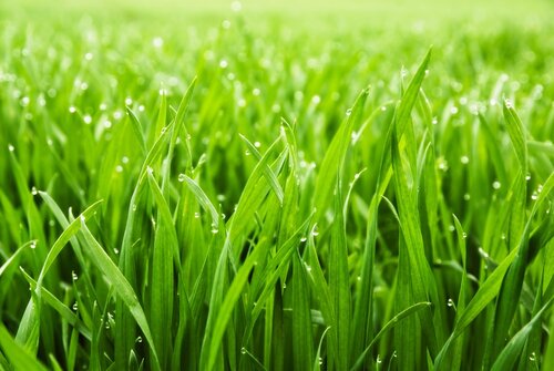 Easy guide grass
