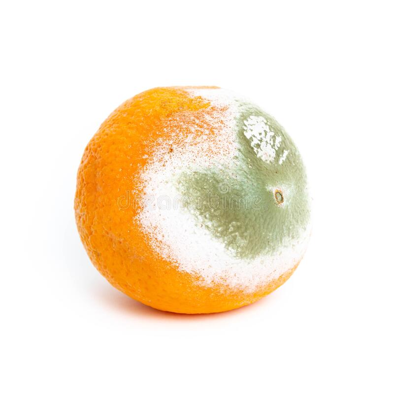 Moldy rotten orange isolated white background 179162810