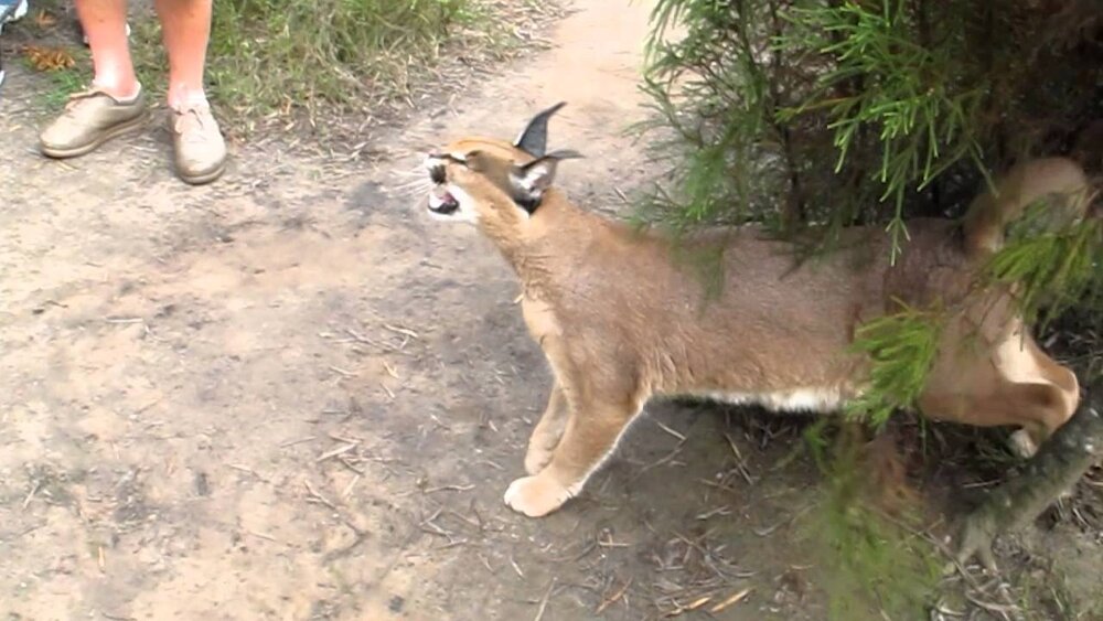 Image from https://i.ytimg.com/vi/dCYyeEyUdUY/maxresdefault.jpg