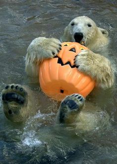 2e3d9d1359b3b8b7d690090c268056c2  funny bears cute funny animals
