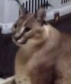1602173345712