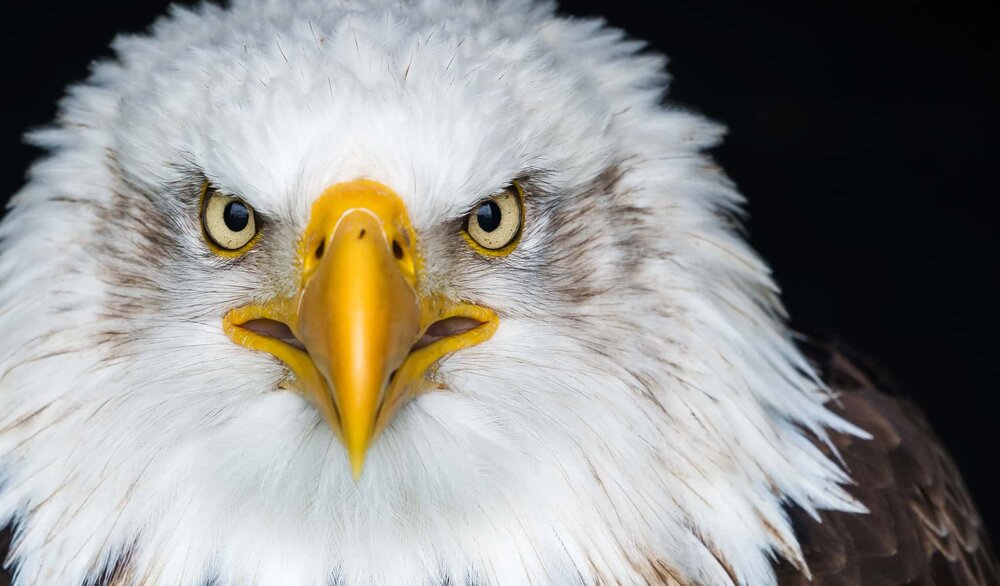 Newsroom American Eagle 2021