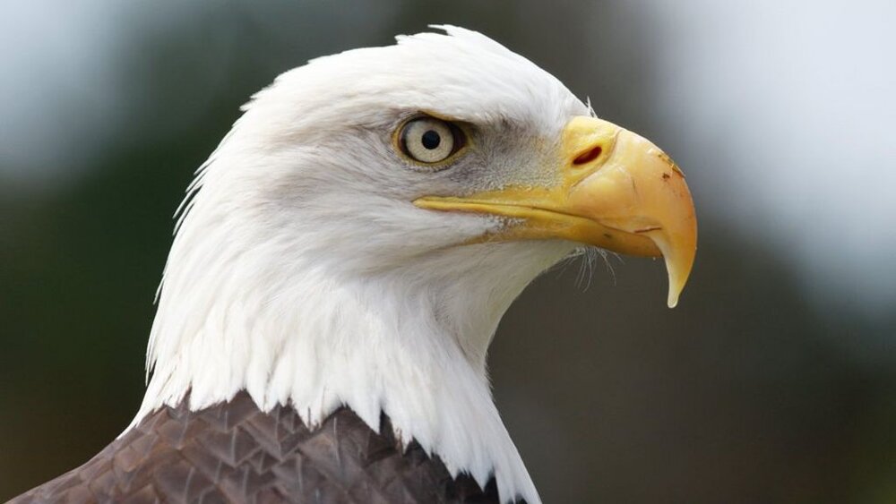  114016203 archie bald eagle paradise park 1