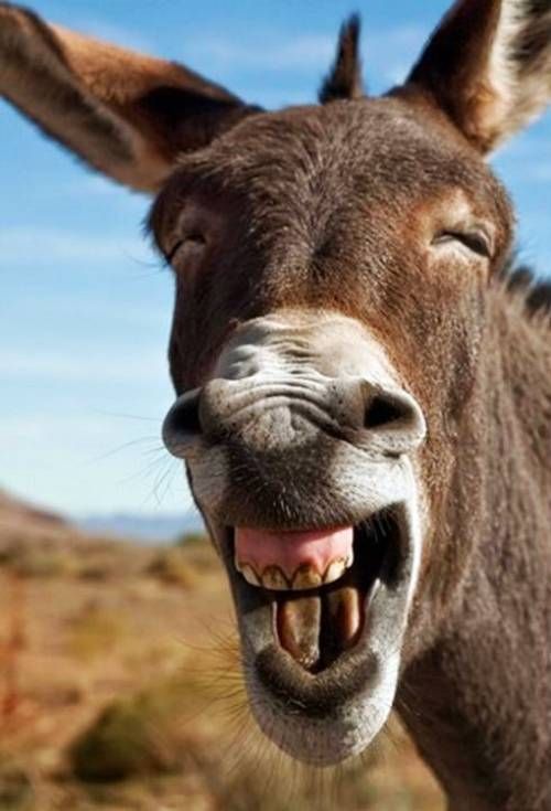 D6541fdd76ecae25e9b62731a9b3d30f  hee haw funny pictures of animals
