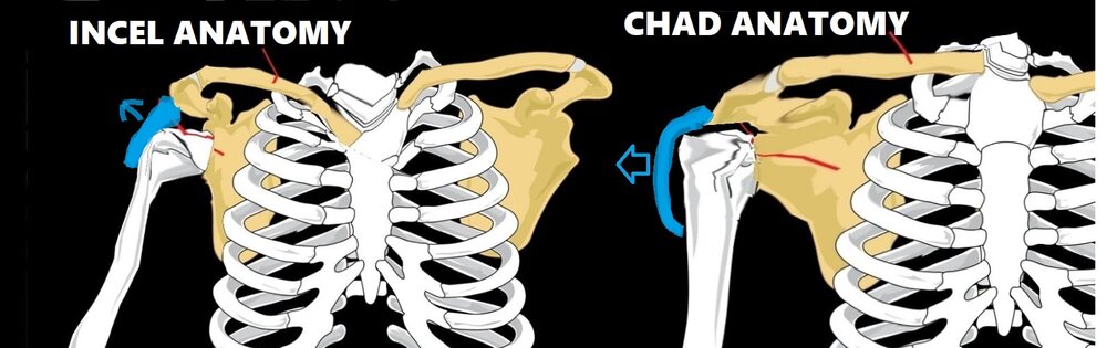 Anatomy 101