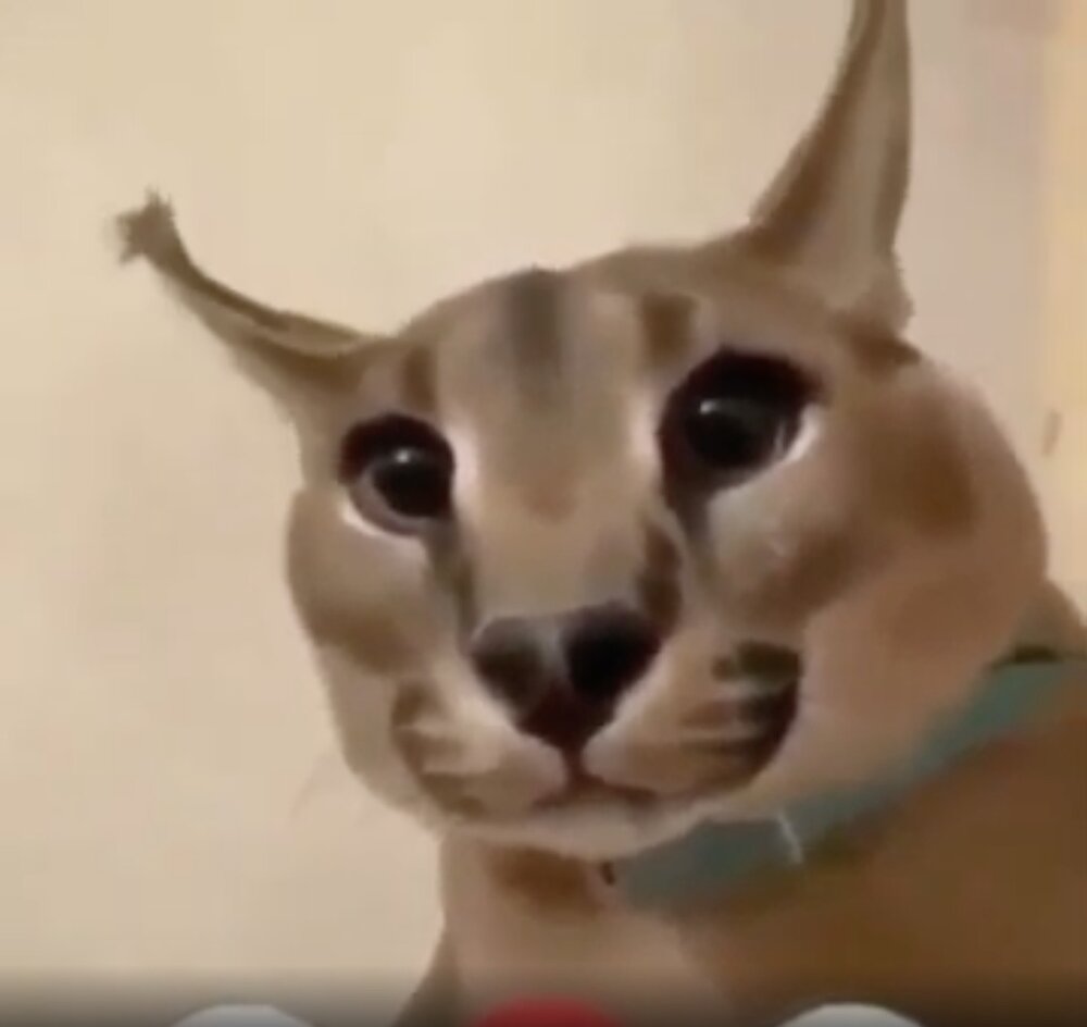 Okoko