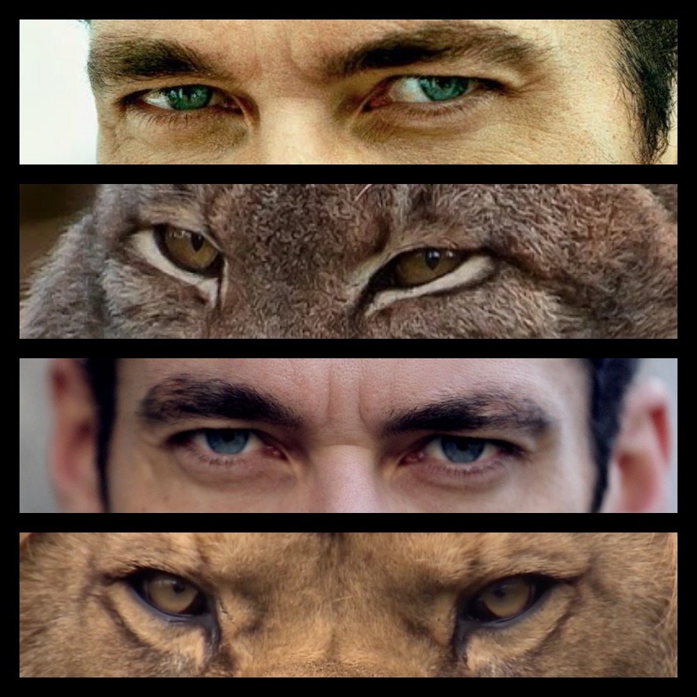 Gandy eyes feline eyes