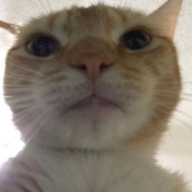 1602795305298