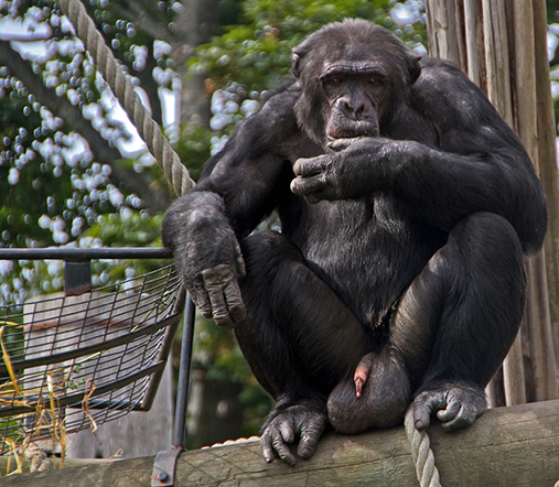 Largetesticl 1