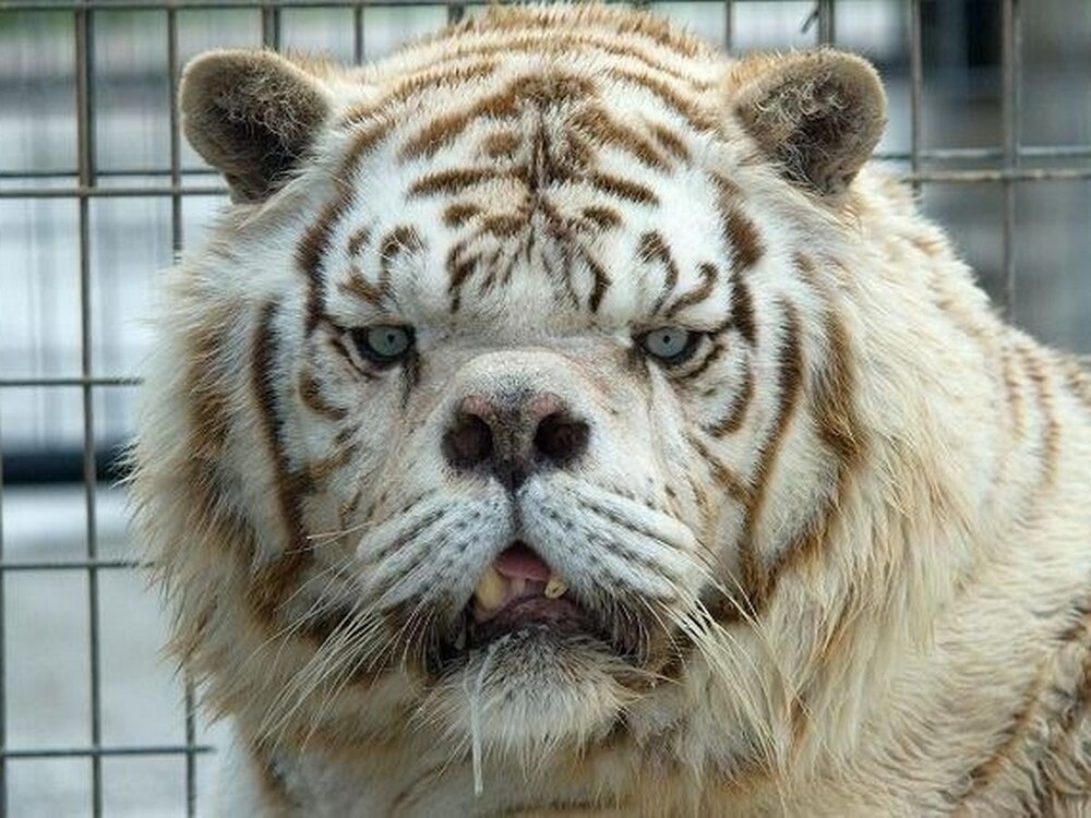 0 Downs Syndrome white tiger bred through incest in cruel bid to make money