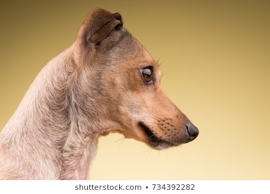 Small dog muzzle face looking 260nw 734392282