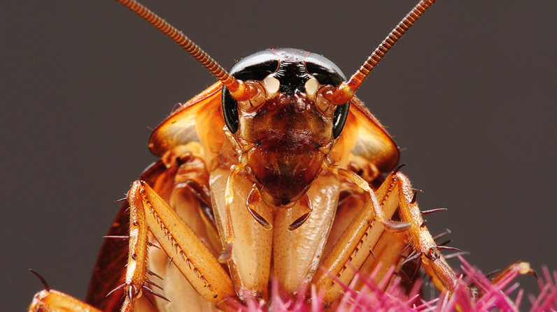 Americancockroach 1