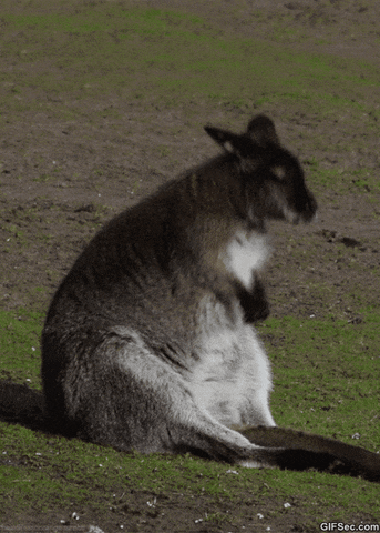 Giphy 1