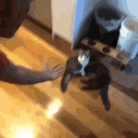 Cutecat