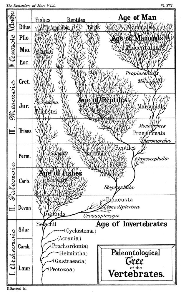 Age of Man wiki