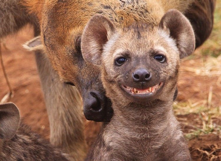 Hyena