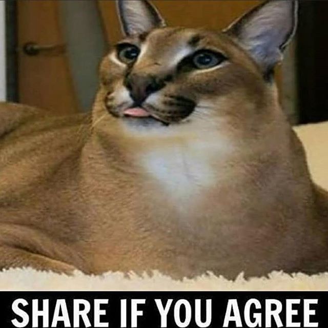 Floppam