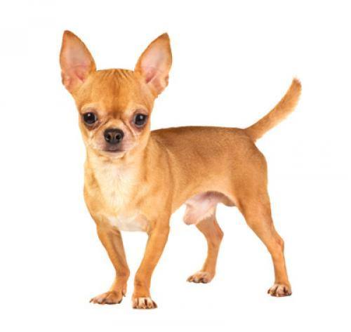 Cane razza chihuahua pelo corto