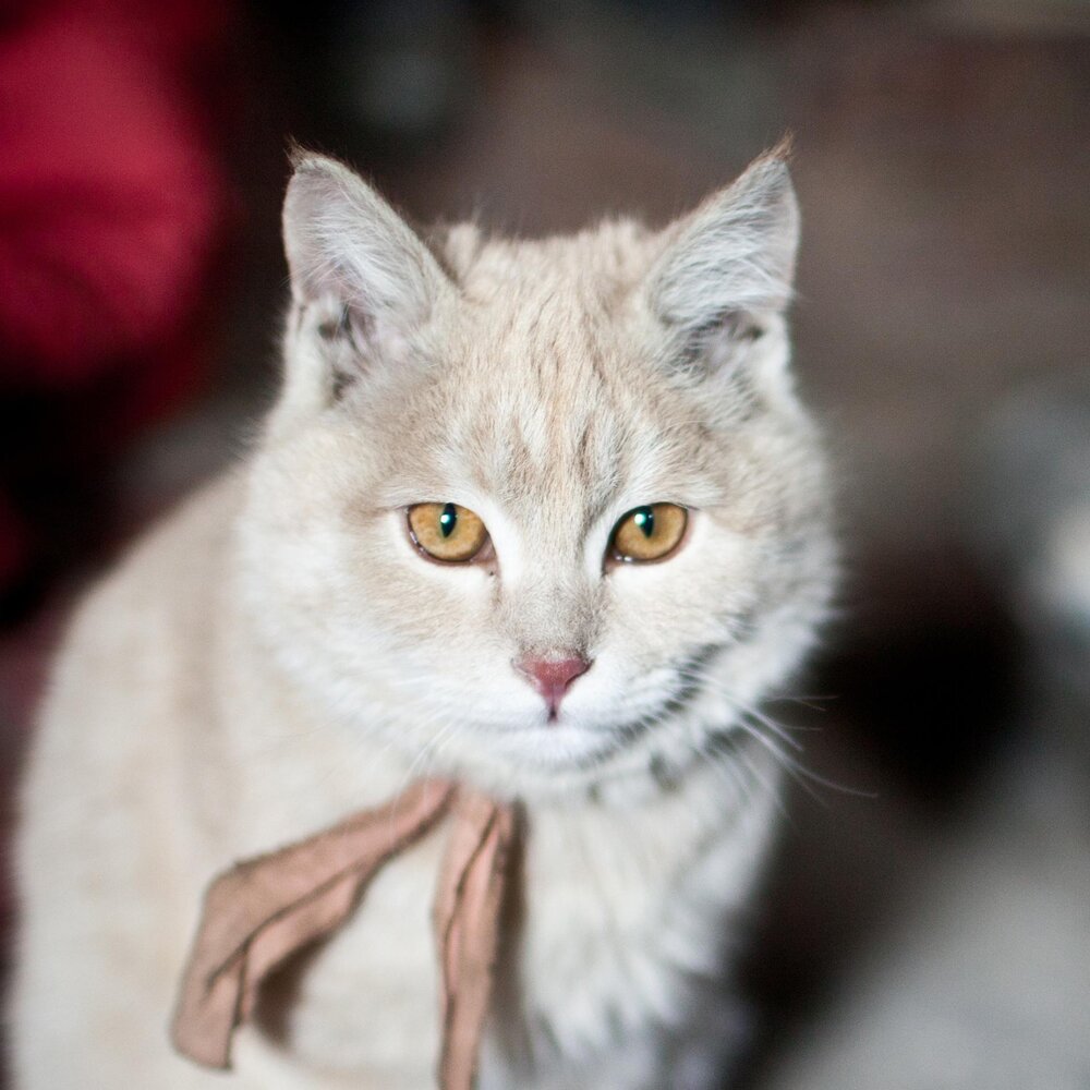 Domestic cat thumbngsversion1472140774957adapt19001