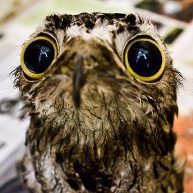 Potoo weird funny bird big eyes Disney good looks
