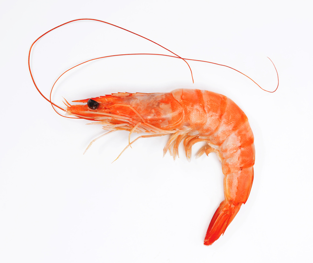 Balanced protein energy diet may offer low cost feed for farmed shrimp