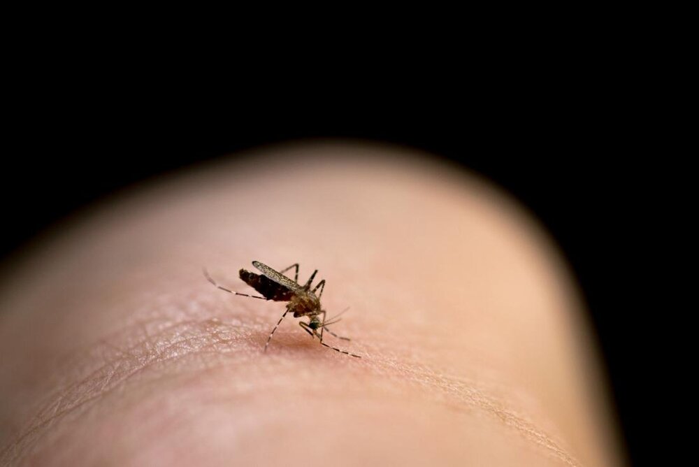 Mosquito on a persons arm why do mosquito bites itch
