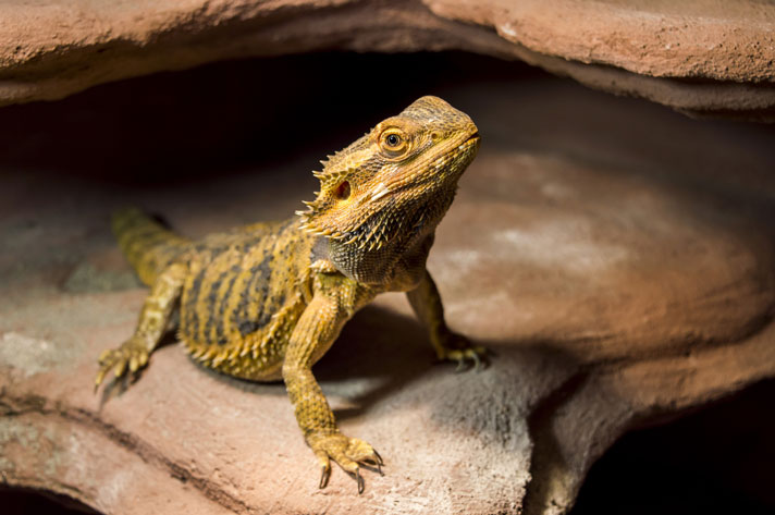 Bearded dragon shutterstock275817140