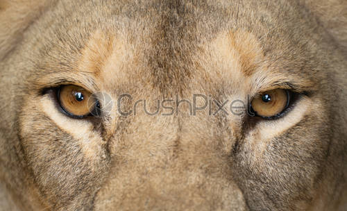 Stock photo female lion eyes close up 1224388