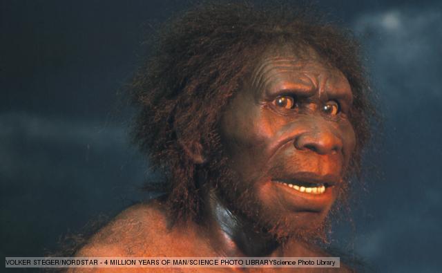 Homo erectus aborigina