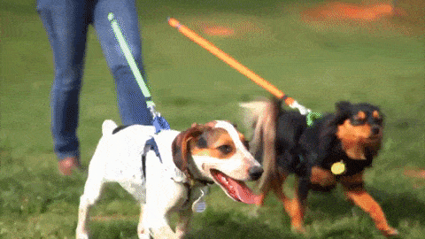 Dual retractable dog leash 8 grande