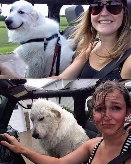 Dog