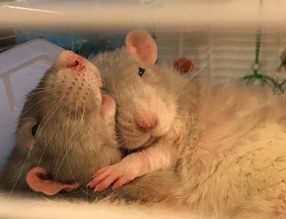 Rodent hug
