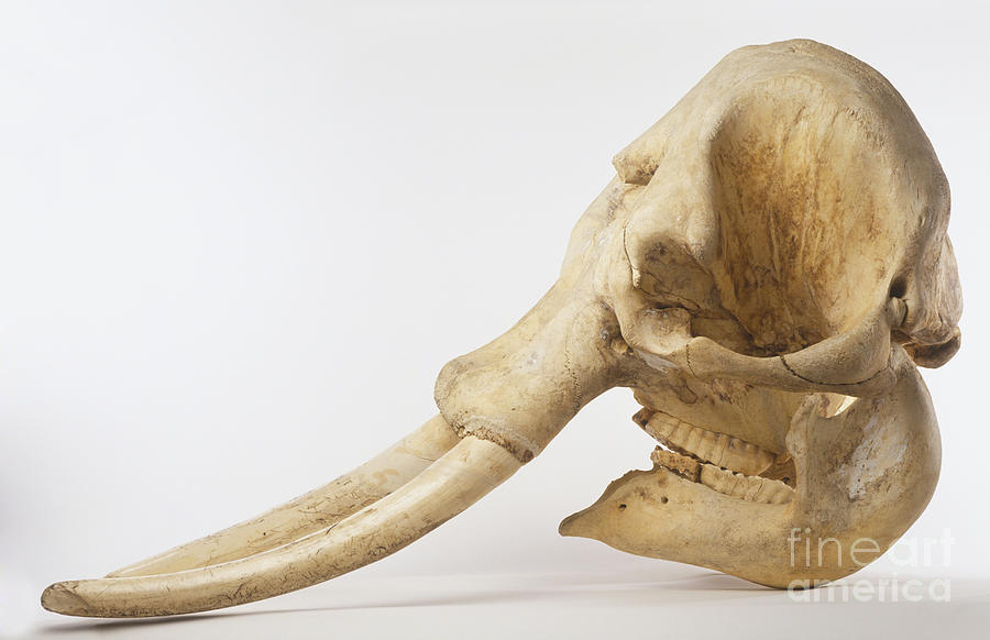 Indian elephant skull elephas maximus dave king  dorling kindersley