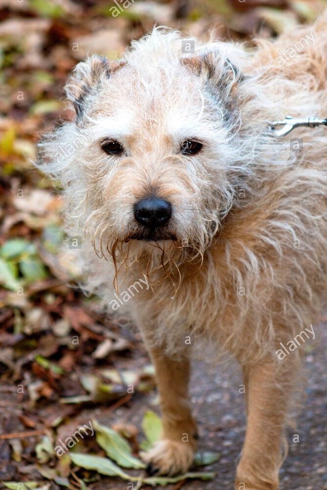 Scruffy dog outdoors sitting staring playing friendly and alert active canine 2B683BT
