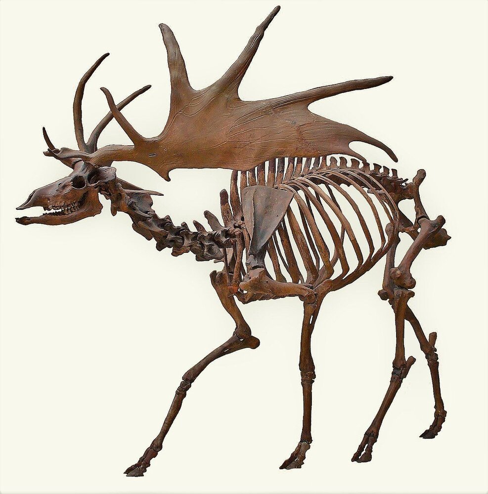 1200px Irish Elk Side white background