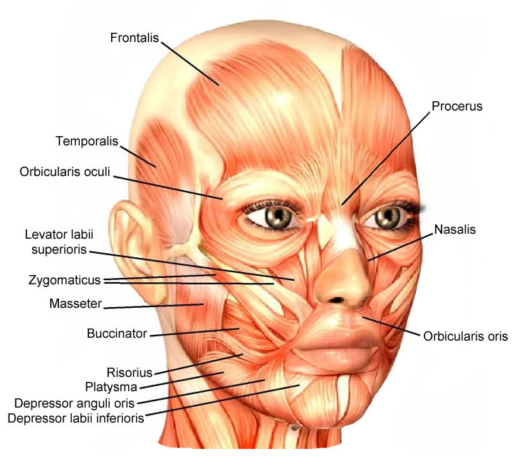 Facial Muscles