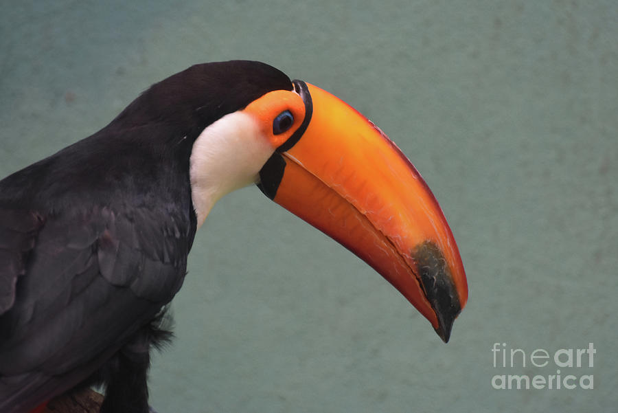 Side profile of a toucan bird with a large bill dejavu designs