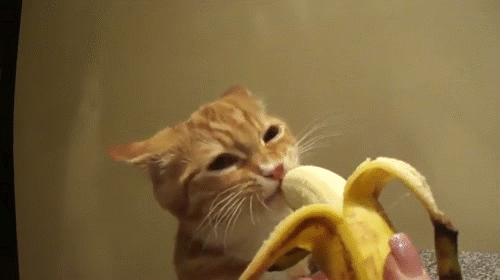 Catbanana