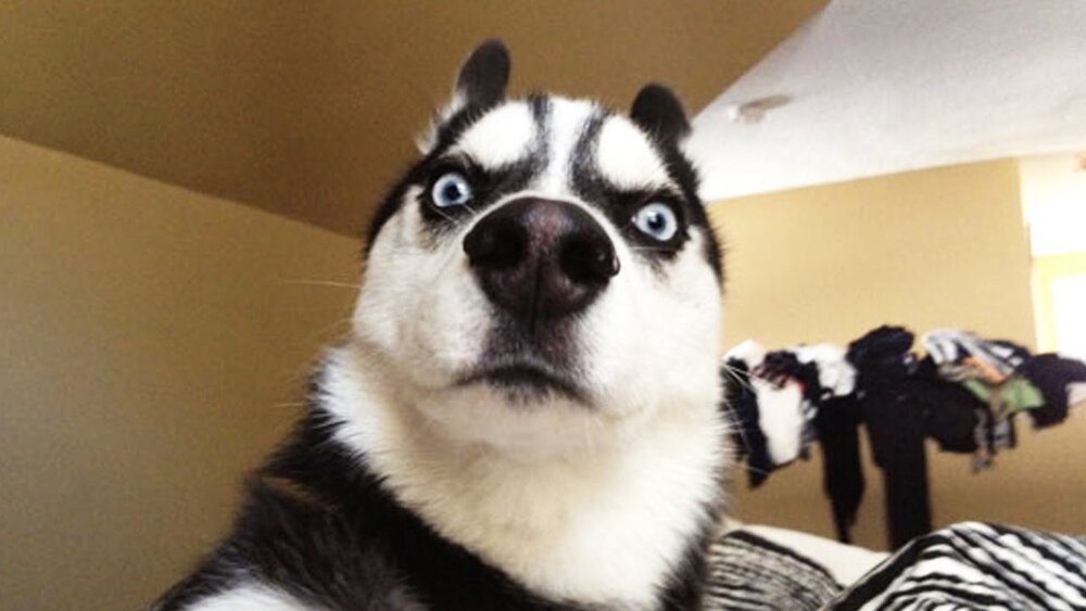 Huskystare